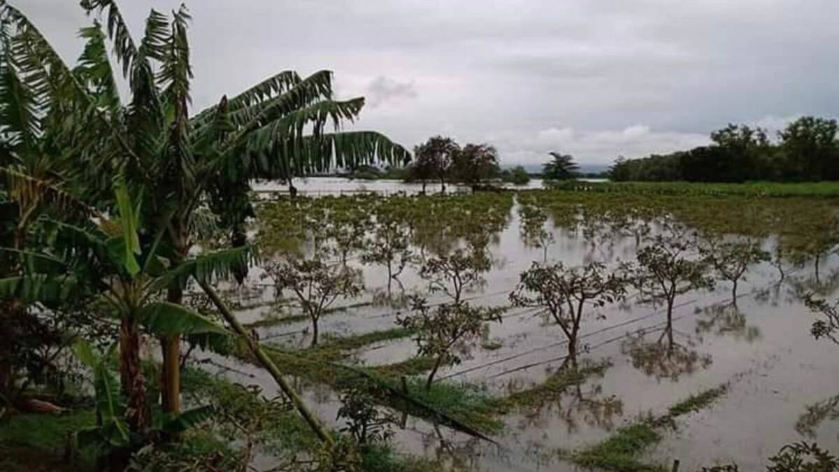 Lluvias afectan cultivos en 13 municipios del Valle