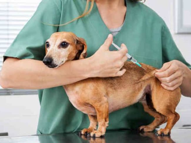 Piden priorizar salud de humanos, antes que construir hospital de mascotas