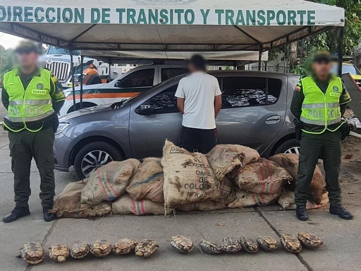 En Córdoba 296 hicoteas se salvaron de terminar servidas en un plato de Semana Santa