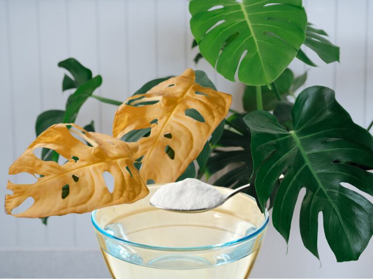 Maravillosos resultados en plantas de interior al ponerles bicarbonato de sodio: Cómo usarlo (Getty Images)