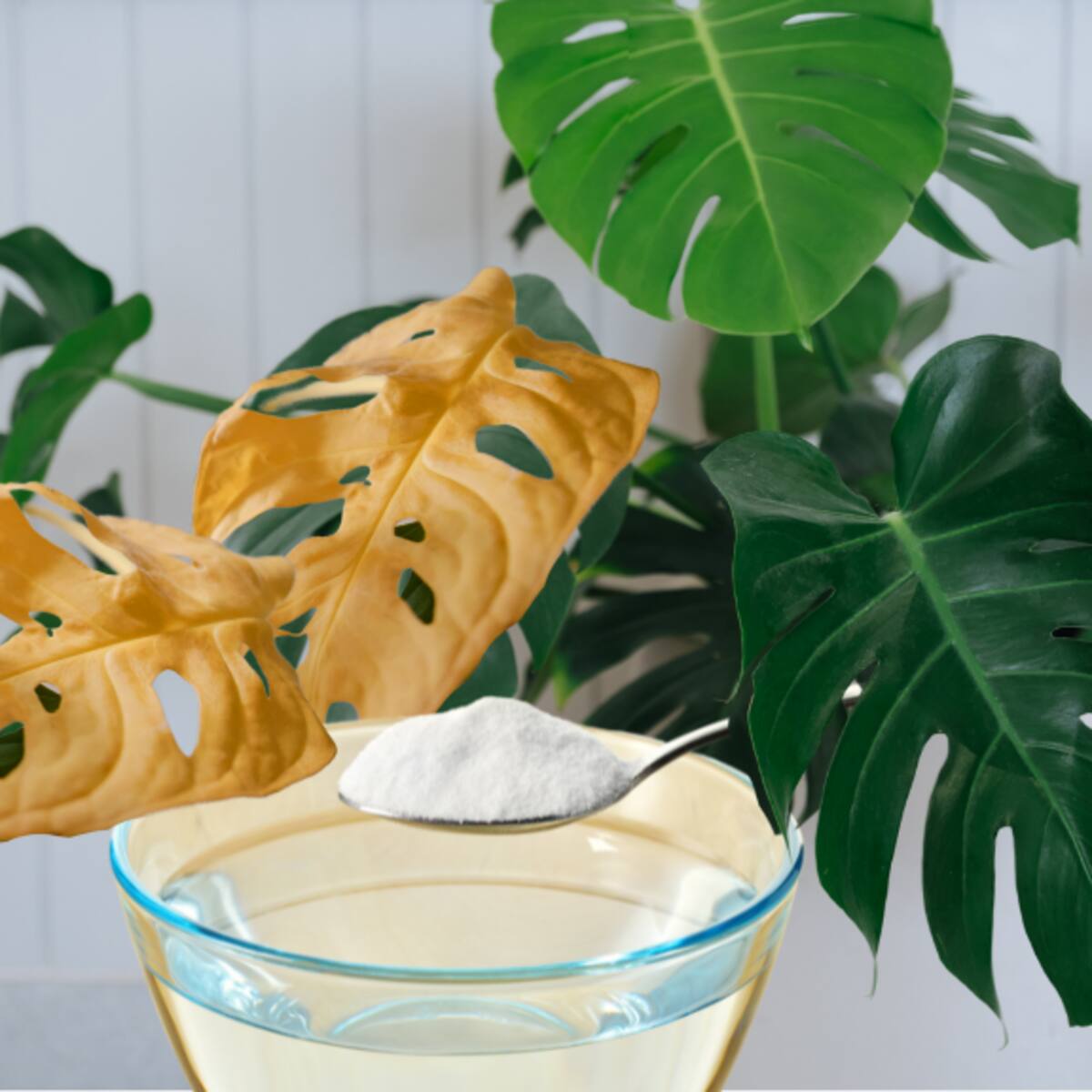 Maravillosos resultados en plantas de interior al ponerles bicarbonato de sodio: Cómo usarlo