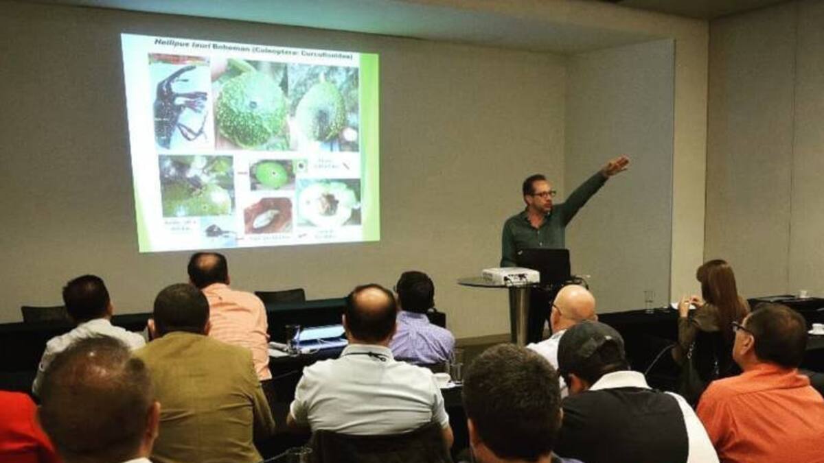 El cultivo de aguacate no es una amenaza es contribución al medio ambiente” mexicanos
