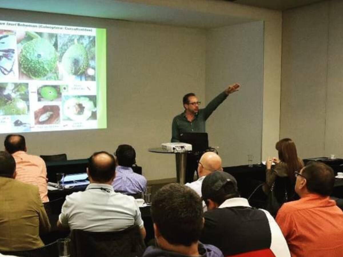 "El cultivo de aguacate no es una amenaza para medio ambiente” mexicanos