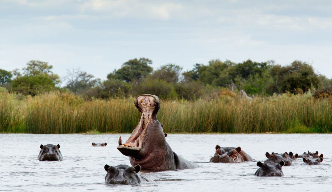 Hasta ahora, la castración química no ha sido una solución en Puerto Triunfo, Antioquia. Foto: Cortesía.