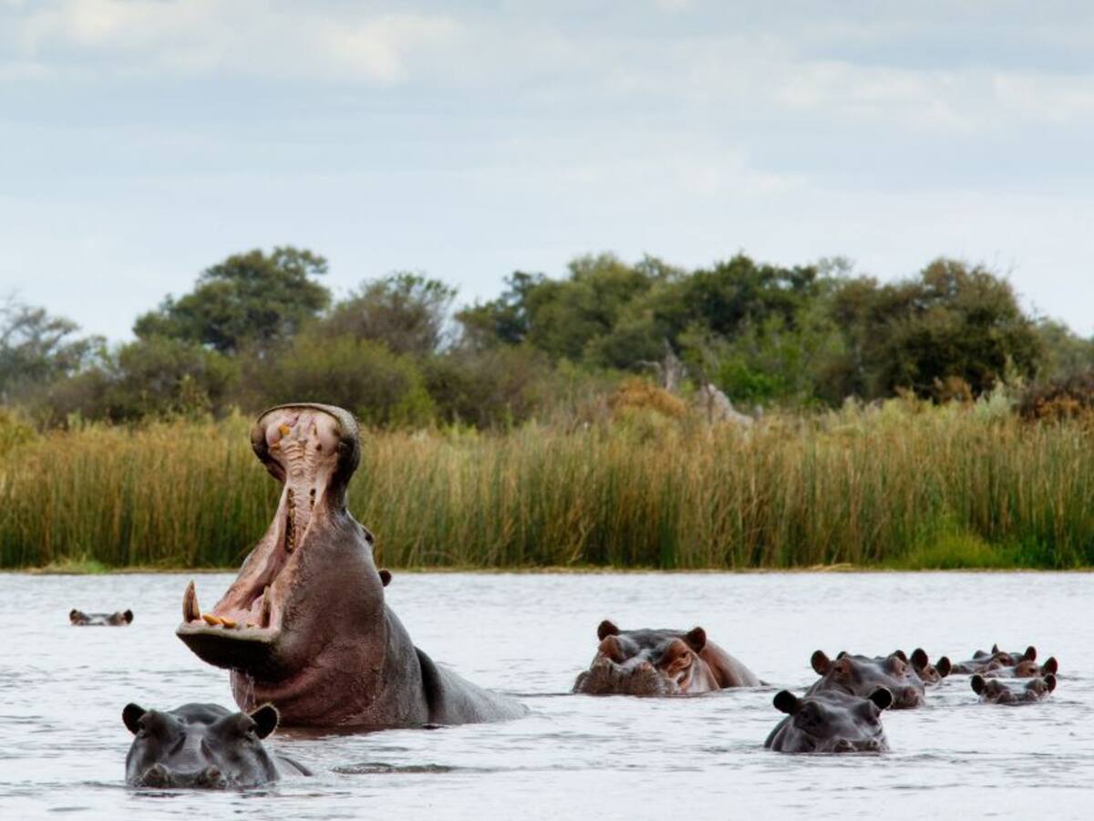 Por primera vez, dos hipopótamos dieron positivo en prueba de COVID-19
