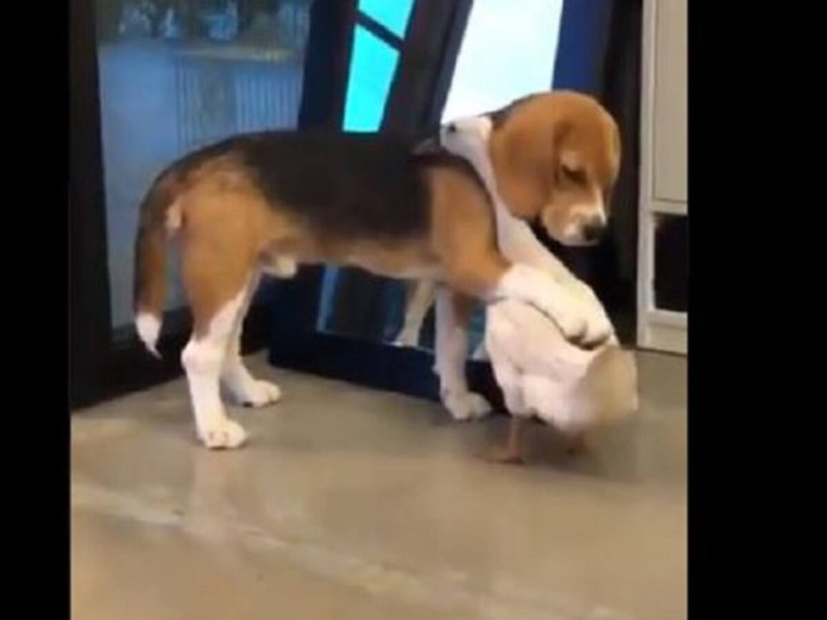 Como buenos amigos quedaron un perro y un pato después de un abrazo