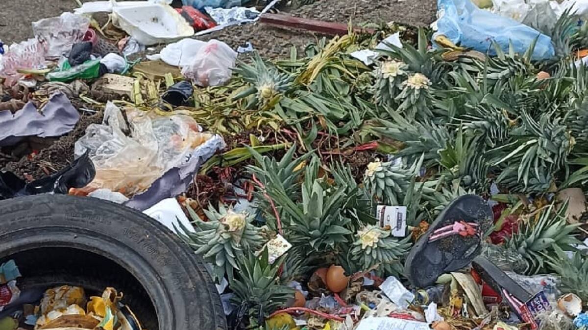 ICA sigue ejerciendo vigilancia a proliferación de moscas en Ibagué