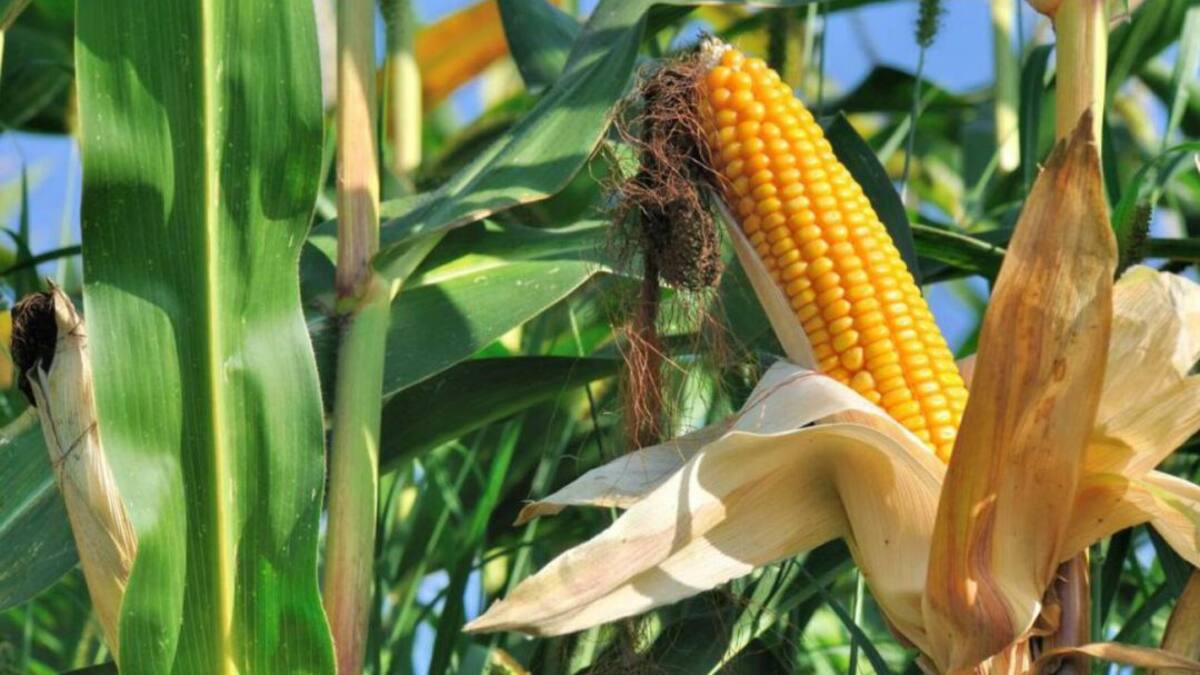 Población vulnerable de zonas rurales de Pereira sembrará 400 kilos de maíz