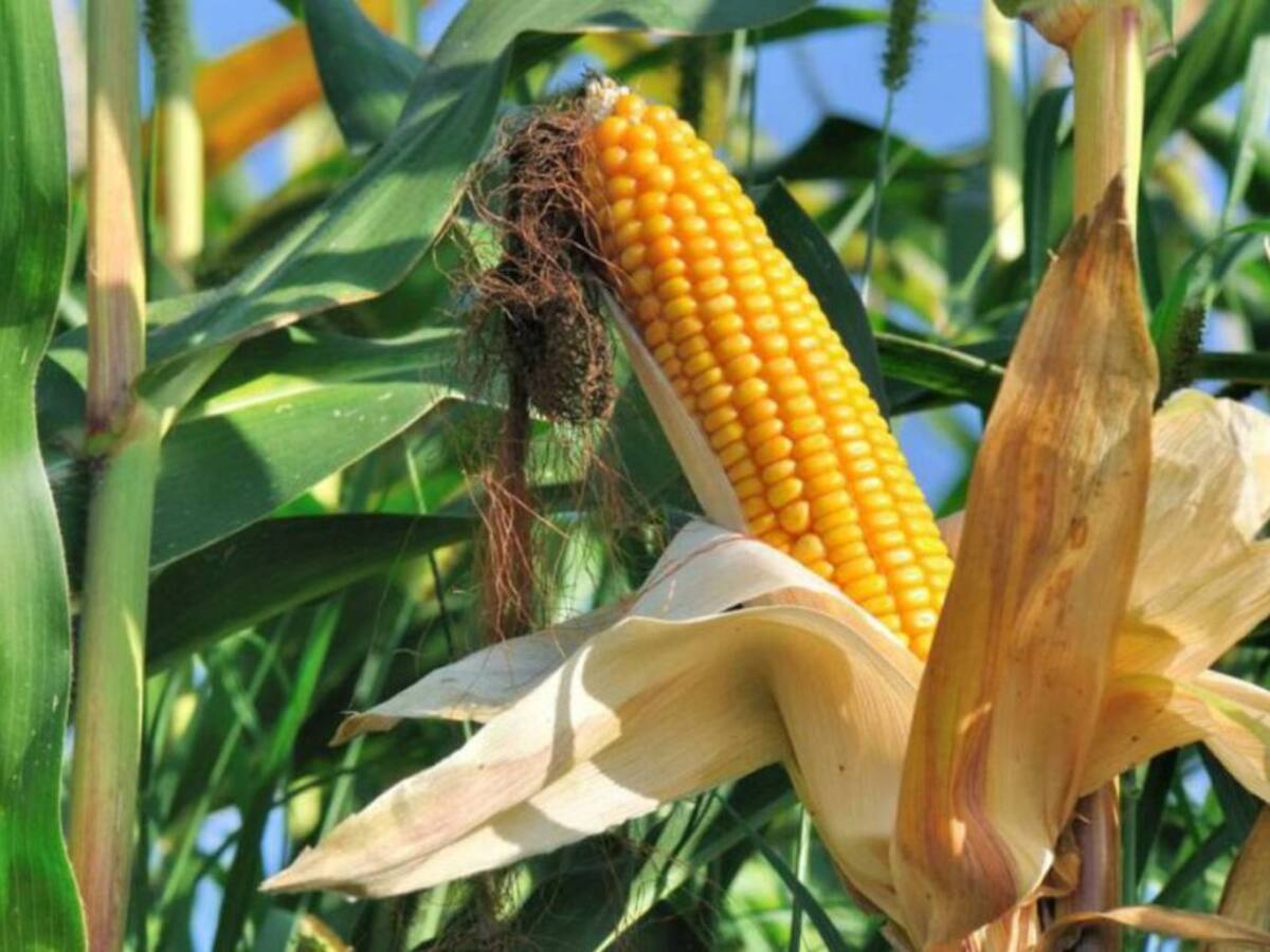 Población vulnerable de zonas rurales de Pereira sembrará 400 kilos de maíz