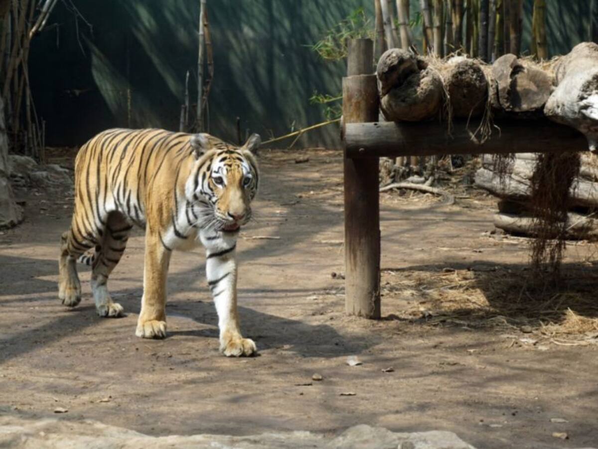 Pumarejo anuncia ayuda económica para el Zoo de Barranquilla