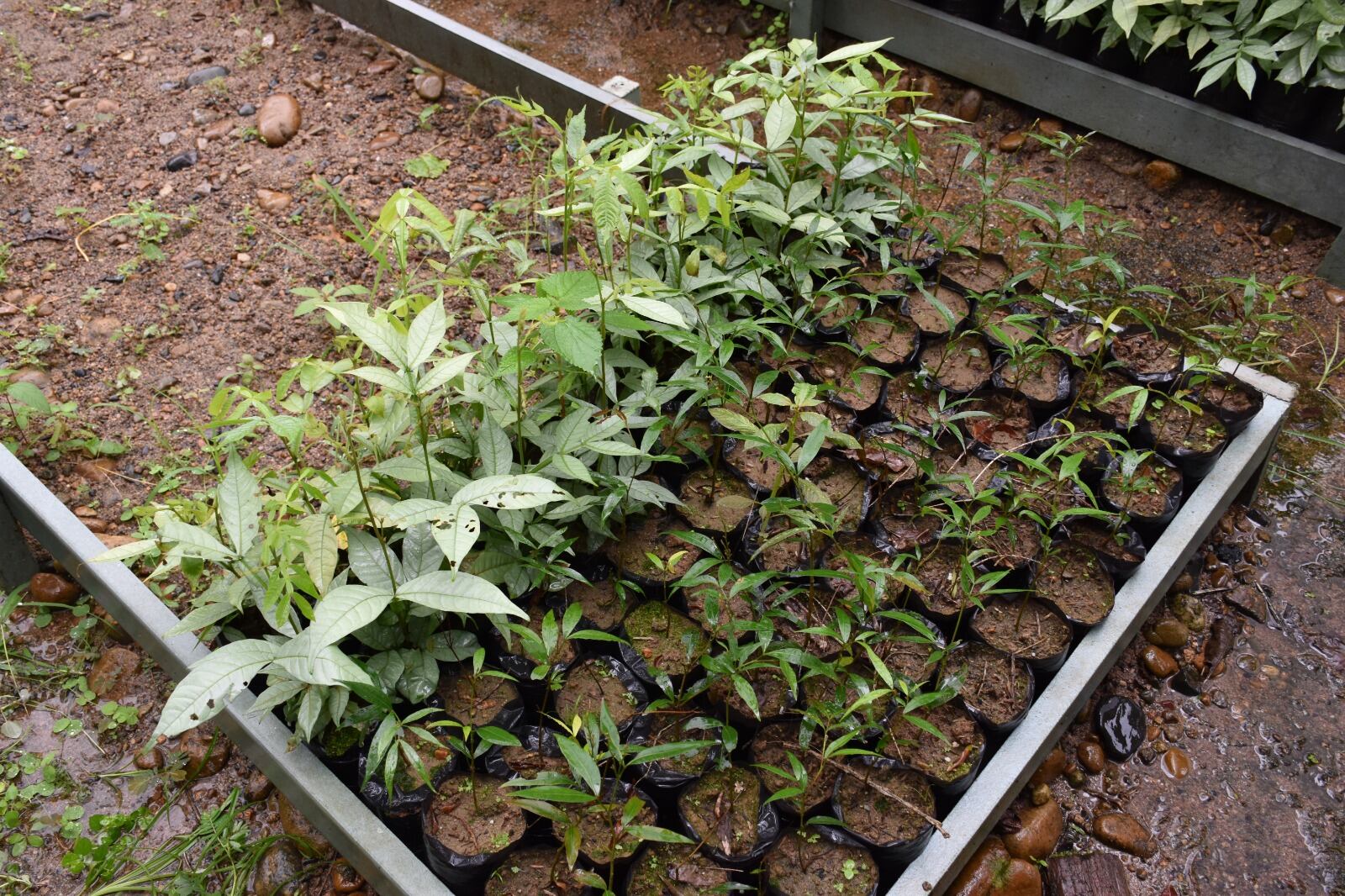 Sembrarán 4000 plántulas de especies. Foto Alcaldía Albania.