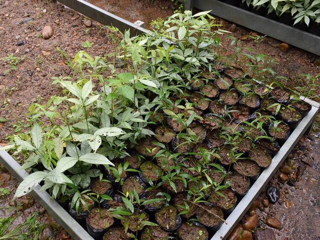 Sembrarán 4000 plántulas de especies. Foto Alcaldía Albania.