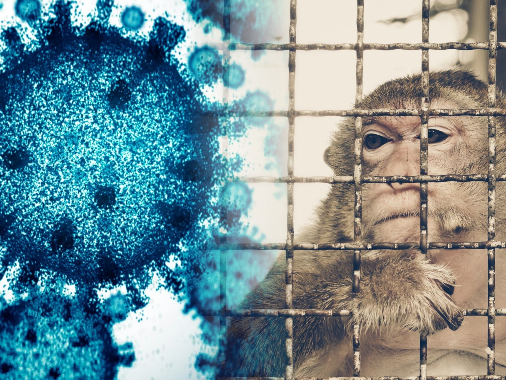 A la izquierda: Imagen de referencia de un virus. A la derecha se encuentra un mono encerrado, simbolizando el tráfico de fauna silvestre (Crédito: Getty Images)