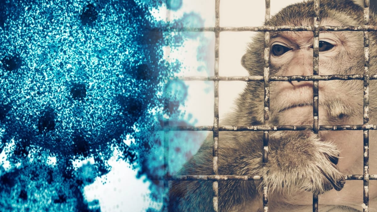 Estudios muestran que el tráfico de fauna silvestre transmite patógenos nocivos para la humanidad