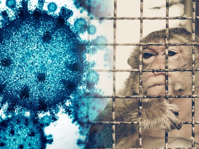 A la izquierda: Imagen de referencia de un virus. A la derecha se encuentra un mono encerrado, simbolizando el tráfico de fauna silvestre (Crédito: Getty Images)