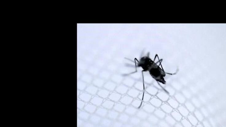 Confirman el primer caso importado del virus Chikungunya