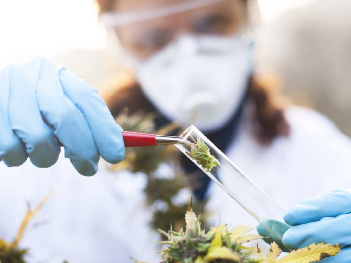 Falta mucha pedagogía en el tema del cannabis medicinal