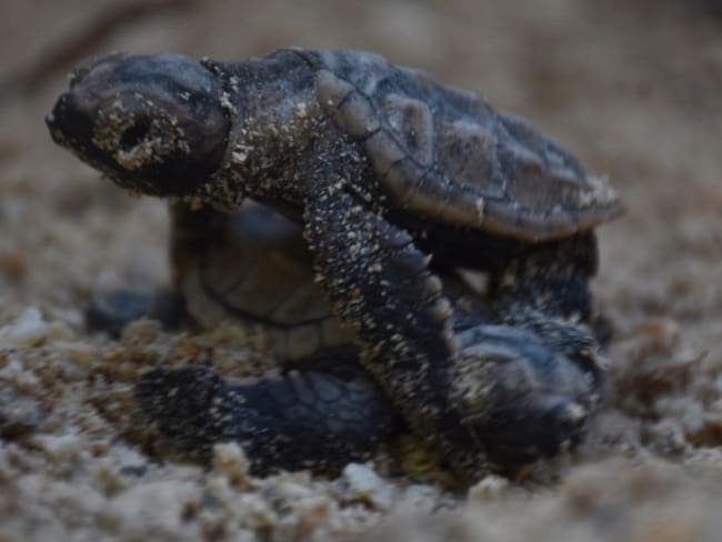 Por primera vez nacen 151 tortugas en la Escuela Naval de Cartagena