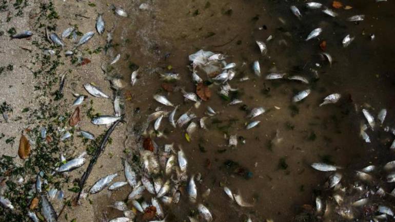 Peces muertos en Amalfi, Antioquia
