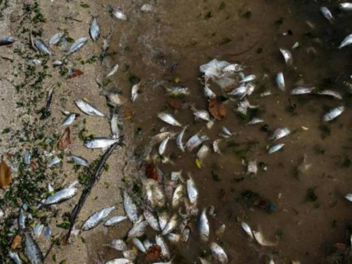 Aún no conocen causas de mortandad de peces del río Porce en Amalfi, Antioquia