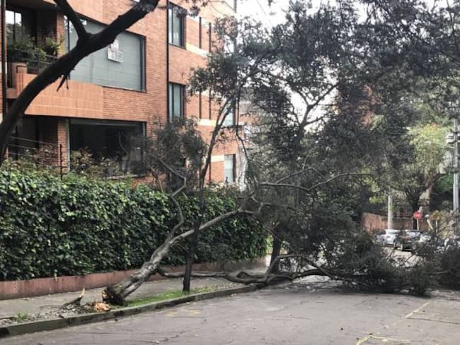 Fuertes vientos en Bogotá tumbaron por lo menos 35 árboles