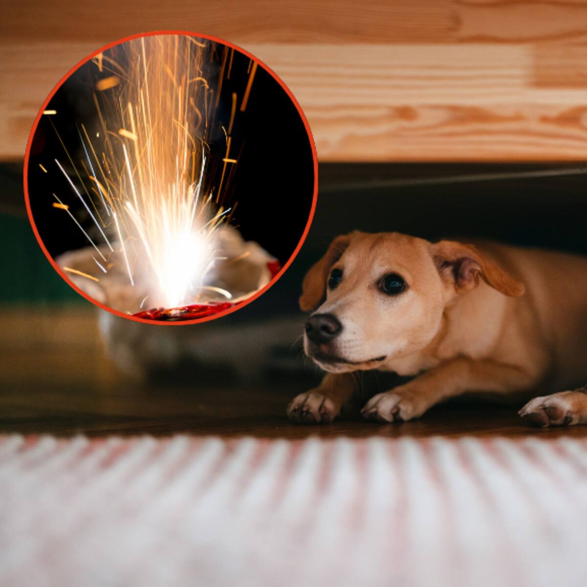 Trucos efectivos para proteger su mascota de la pólvora este diciembre