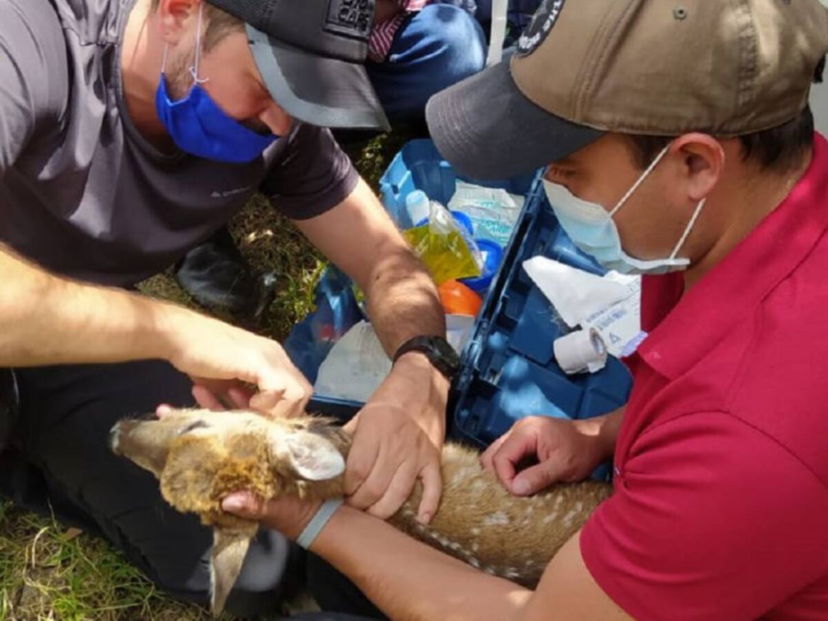 Murieron venados rescatados heridos en el Páramo del Almorzadero