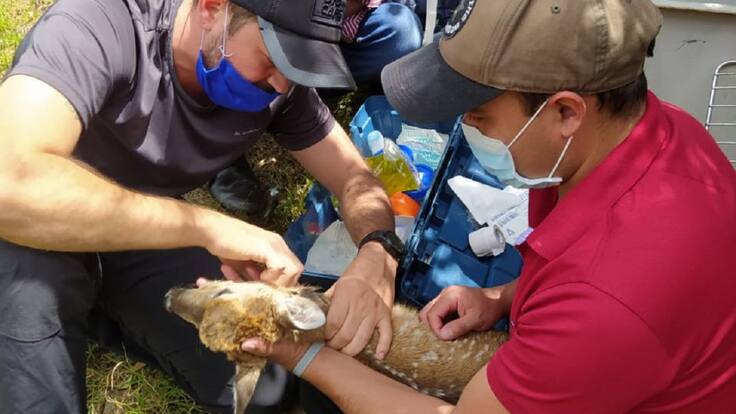 Murieron venados rescatados heridos en el Páramo del Almorzadero