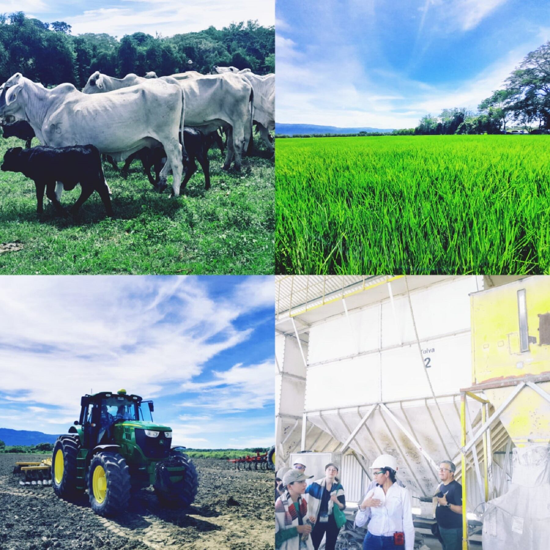 Uno de los proyectos más grandes de agroindustria está ubicado en el Tolima