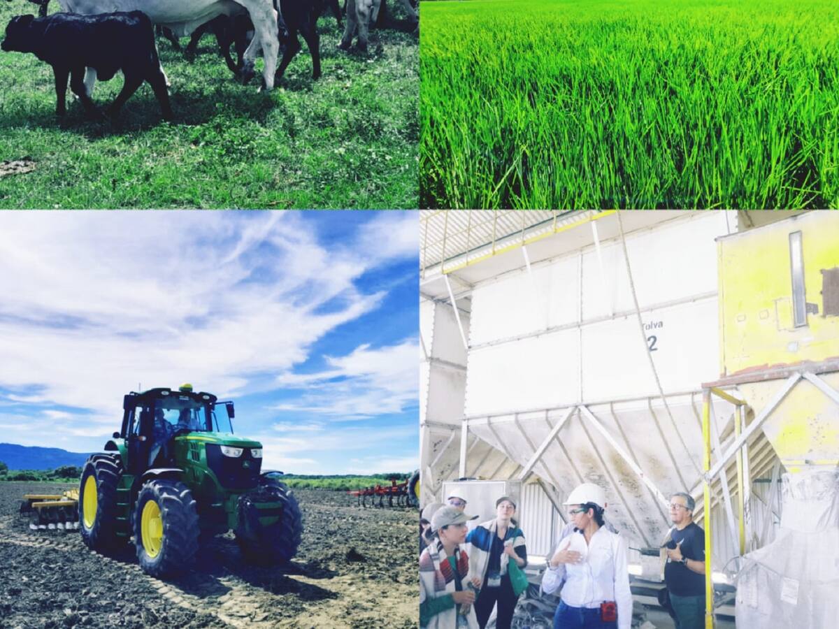 Uno de los proyectos más grandes de agroindustria está en Ambalema, Tolima