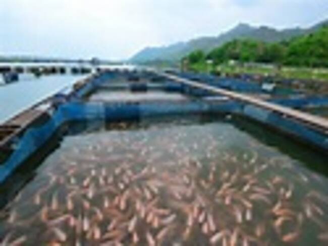 Nueve Países de América Latina y Europa.