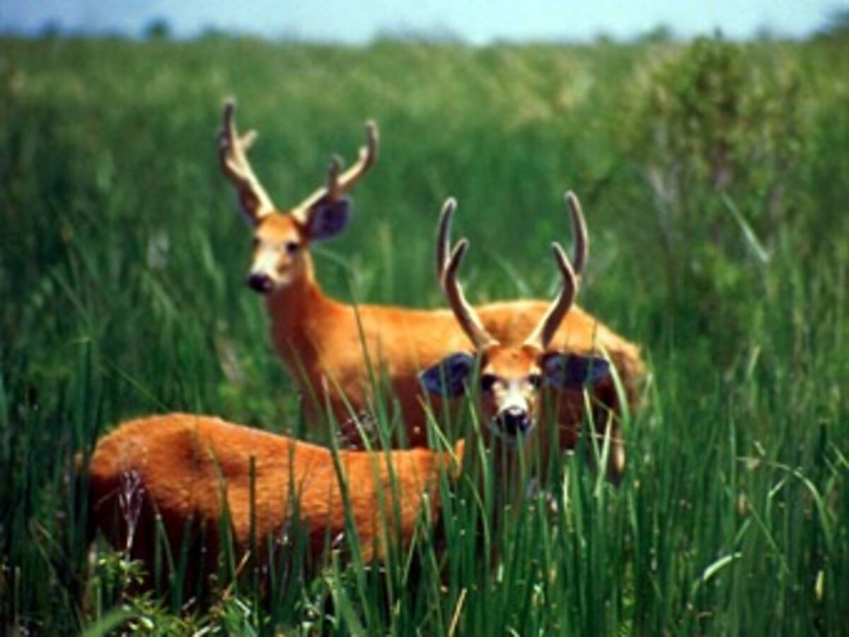 Multa de más de 9.000 dólares a cazador que mató ciervo en peligro extinción