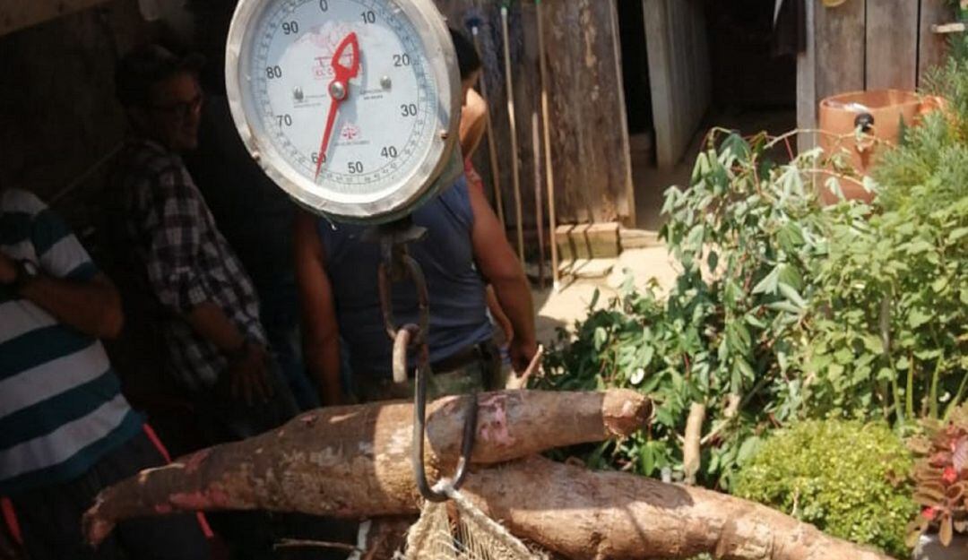 En Puerto Boyacá cosechan una mata de yuca de 75 kilos