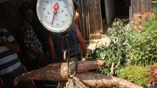En Puerto Boyacá cosechan una mata de yuca de 75 kilos
