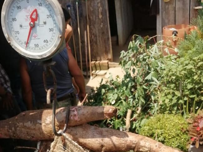 En Puerto Boyacá cosechan una mata de yuca de 75 kilos