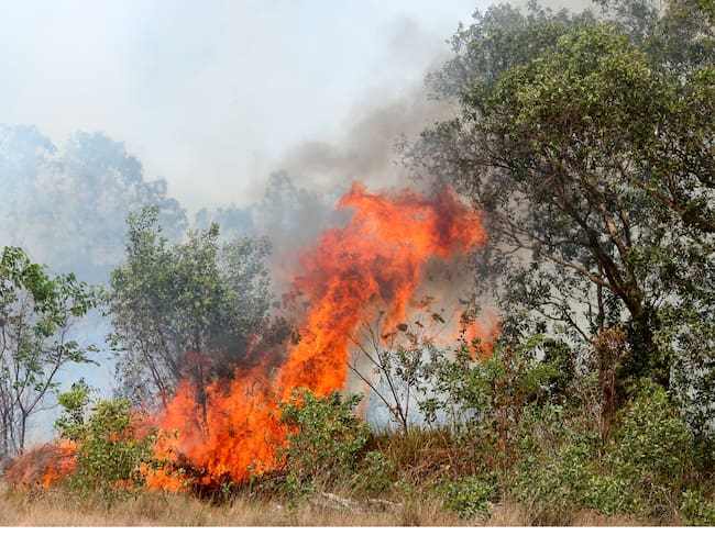 Incendios forestales han consumido 300 hectáreas en Santander