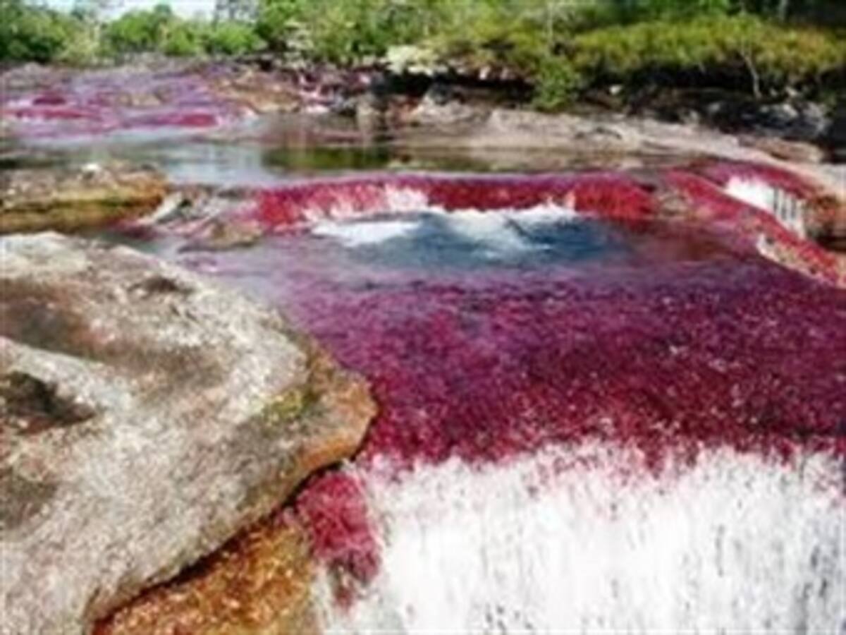 Caño Cristales, listo para ser uno los principales destinos Ecoturísticos del país