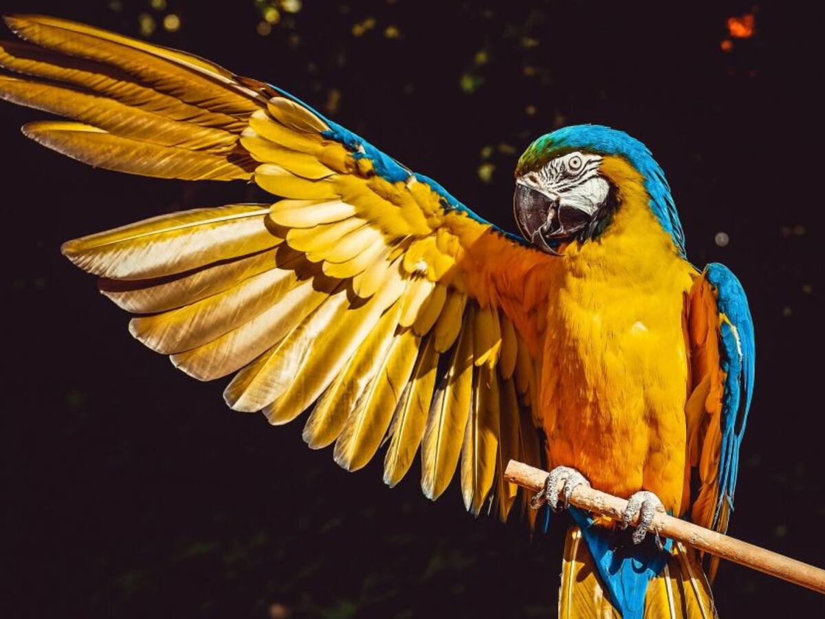 Alas de cuarentena 2, el plan para apadrinar un ave del Aviario Nacional