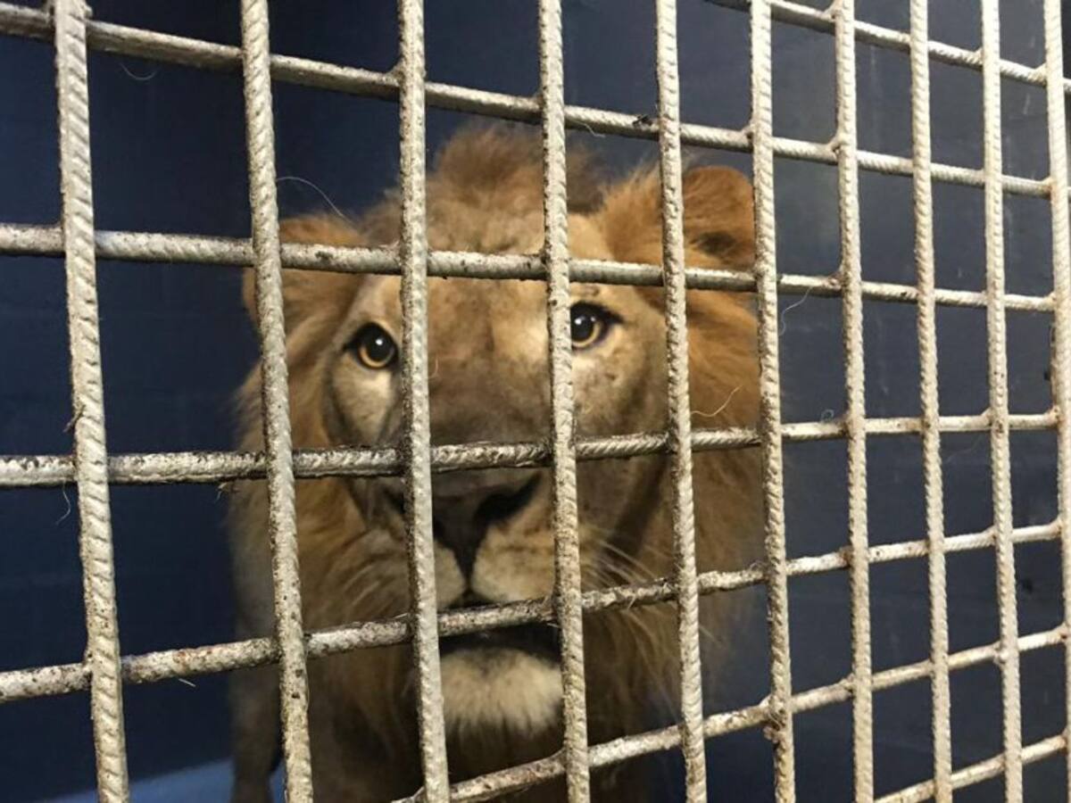 El zoológico de Cali tiene un nuevo miembro