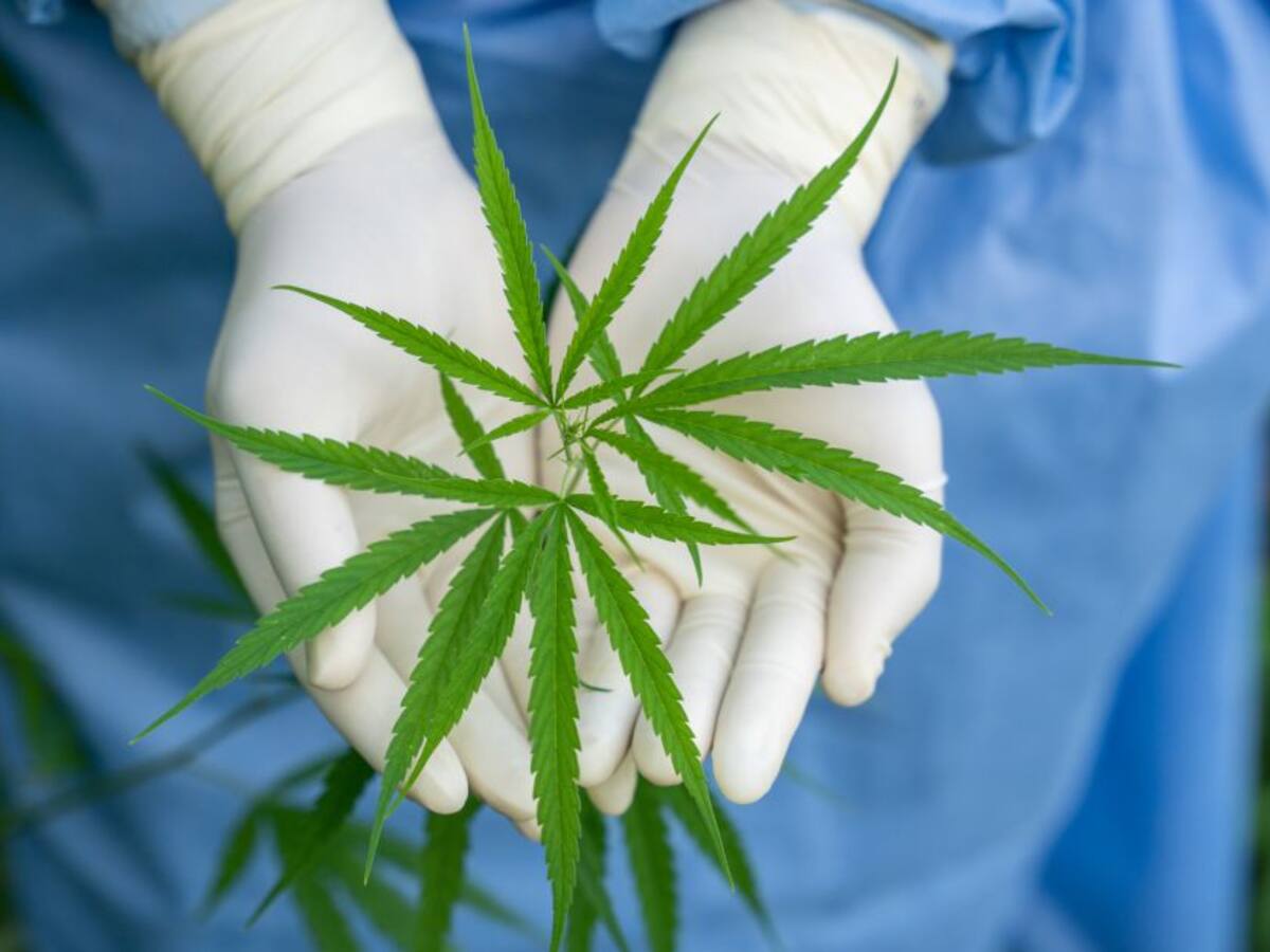 El beneficio que puede extraer de la marihuana en la lucha contra la COVID