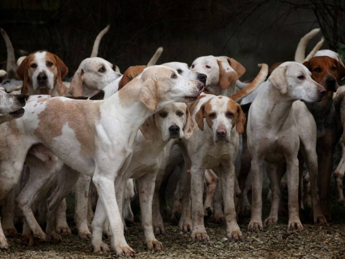 Busca hogar para 12 perritos que perdieron su amo, un habitante de calle
