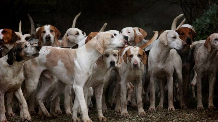 Buscan hogar para 12 perritos que perdieron a su dueño, un habitante de calle