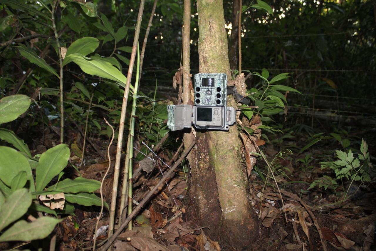 Las camaras trampa permiten monitorear especies de hábitos esquivos o nocturnos sin intervenir en su comportamiento, por lo que son una de las herramientas más utilizadas para estudiar la fauna silvestre. | Foto: Jose Garcia Ciscué