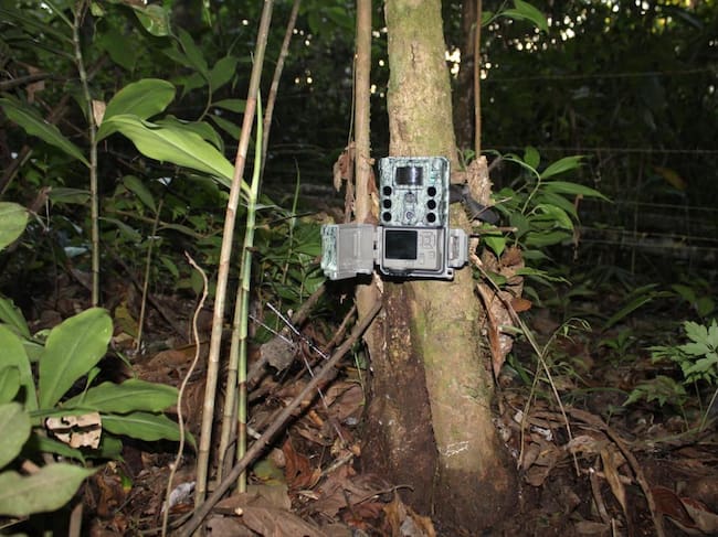 Las camaras trampa permiten monitorear especies de hábitos esquivos o nocturnos sin intervenir en su comportamiento, por lo que son una de las herramientas más utilizadas para estudiar la fauna silvestre. | Foto: Jose Garcia Ciscué