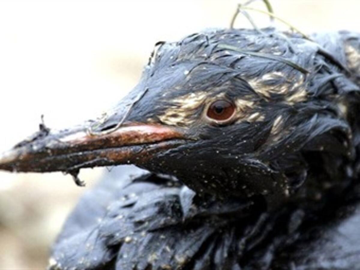 Greenpeace Xalapa analiza situación derrame de petroleo en Golfo de México
