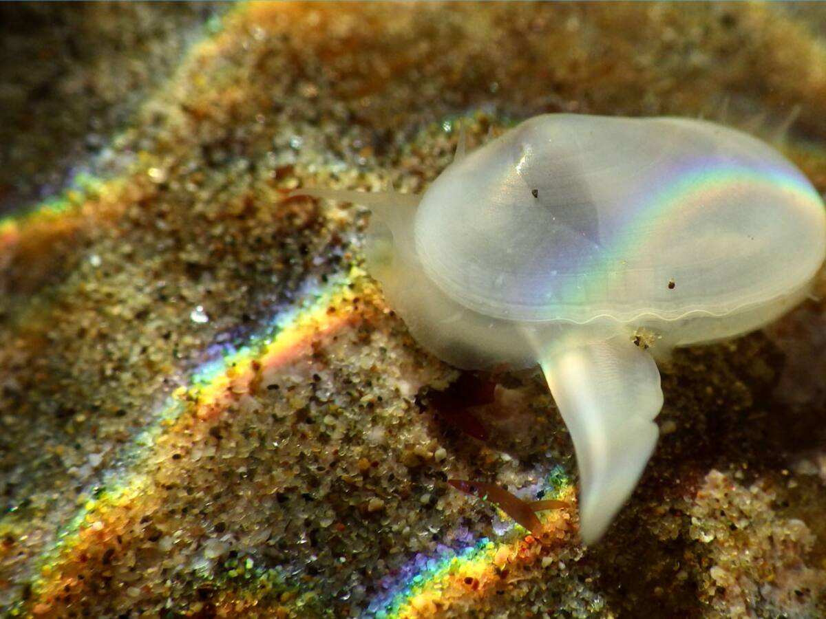 Encuentran una especie marina que se creía extinta desde hace 40.000 años