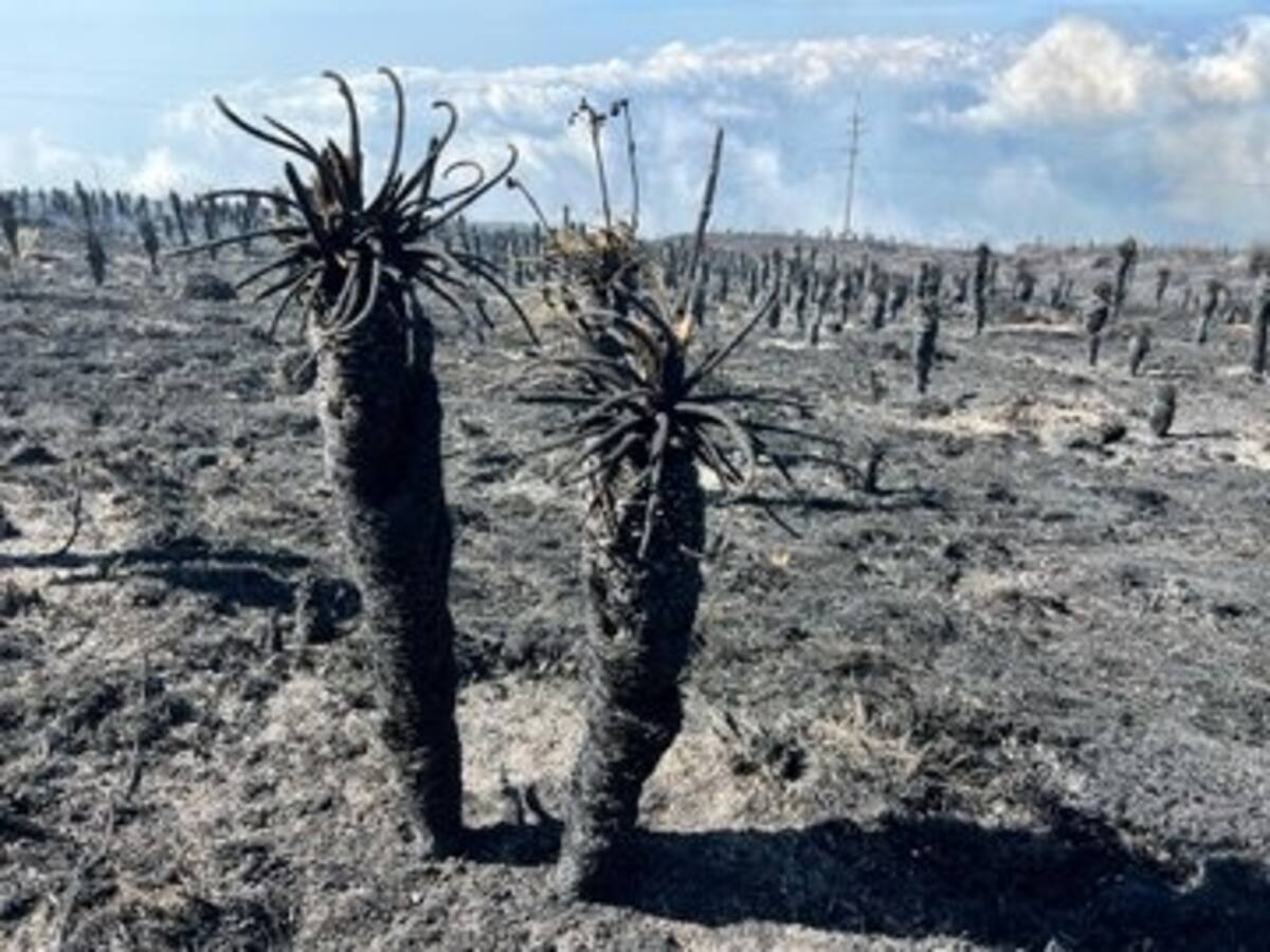 La guardería de frailejones que se quemó en Santurbán