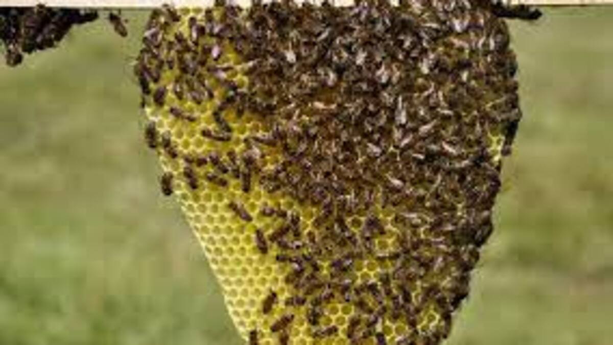 Una mujer murió tras picaduras de abejas en el Tolima