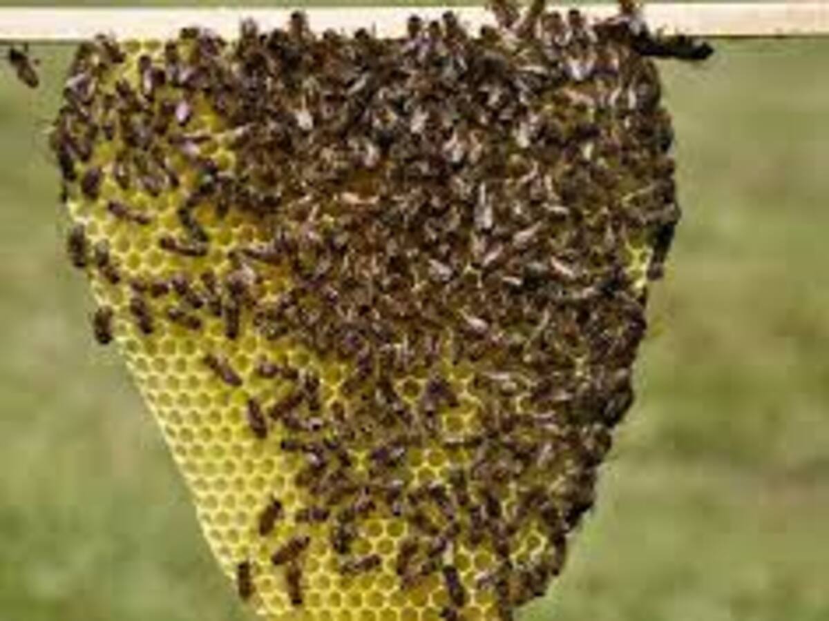 Una mujer murió tras picaduras de abejas en el Tolima