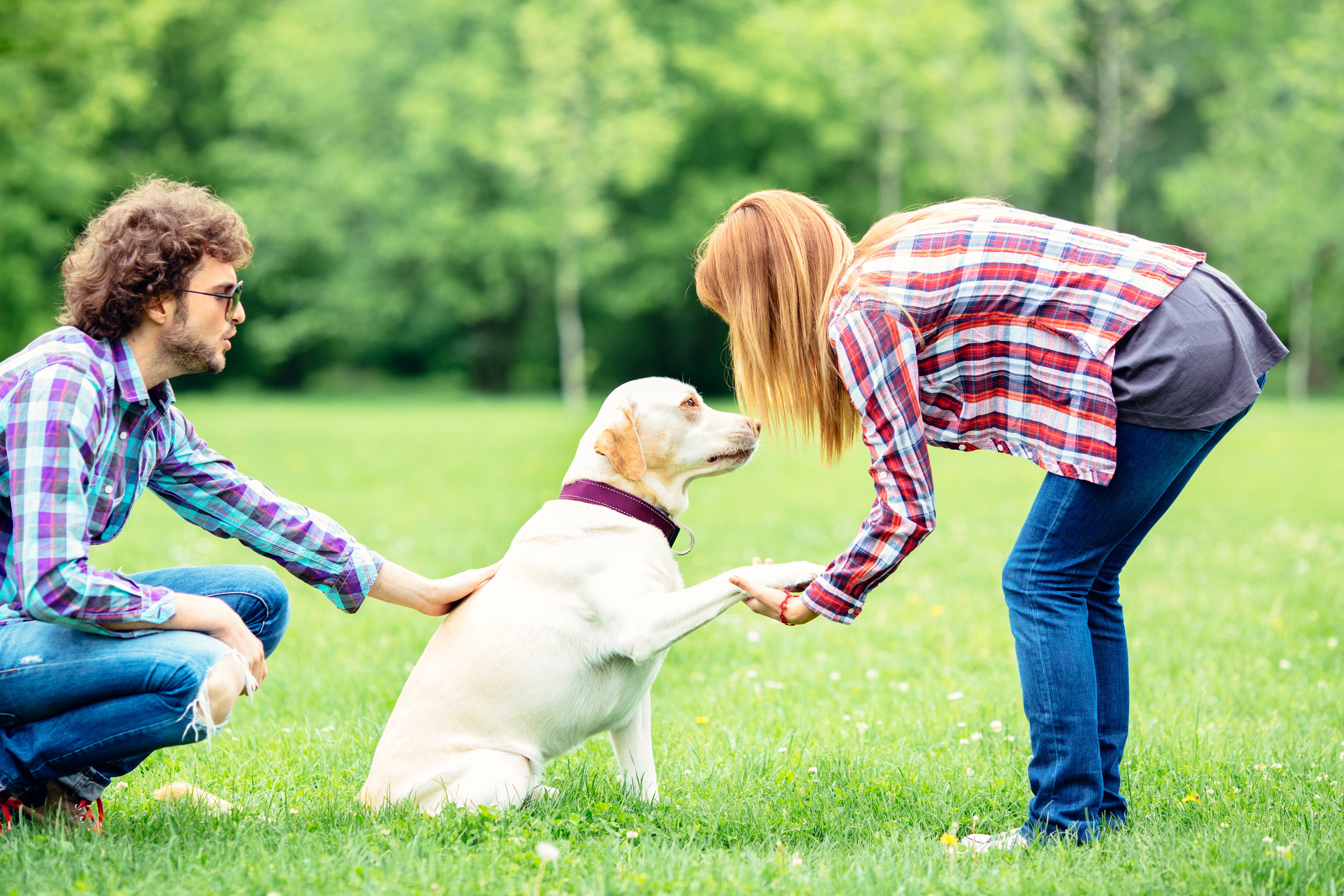 Cómo saludar a un perro. Imagen vía Getty Images